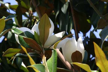 Magnolio - Flor  (Magnolia grandiflora)