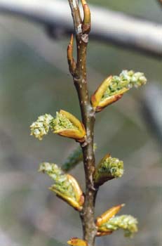 álamo negro - Flor Fem. (Populus nigra)