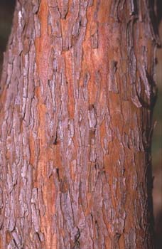 Madroño - Tronco (Arbutus unedo)