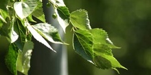 Almez del Caúcaso (Celtis caucasica)