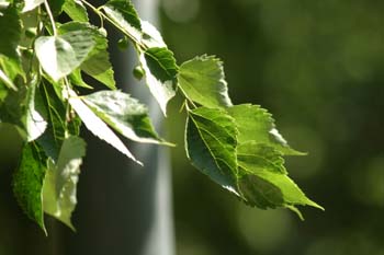 Almez del Caúcaso (Celtis caucasica)
