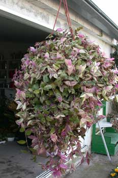 Tradescantia zerbina