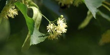 Tilo plateado (Tilia tomentosa)