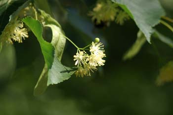 Tilo plateado (Tilia tomentosa)