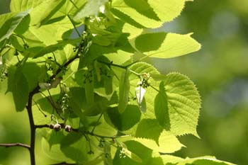 Tilo común - Fruto (Tilia platyphyllos)
