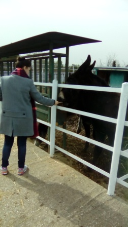 2017_02_LAS TORTUGAS AMARILLAS VISITAN LA GRANJA 1