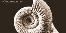 FÓSIL AMMONITES