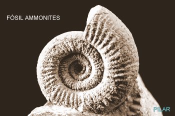 FÓSIL AMMONITES