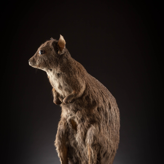 IES_SANISIDRO_MUSEO_Zoolgía_151