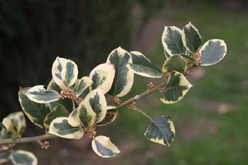 Acebo de jardín (Ilex x altaclerensis)
