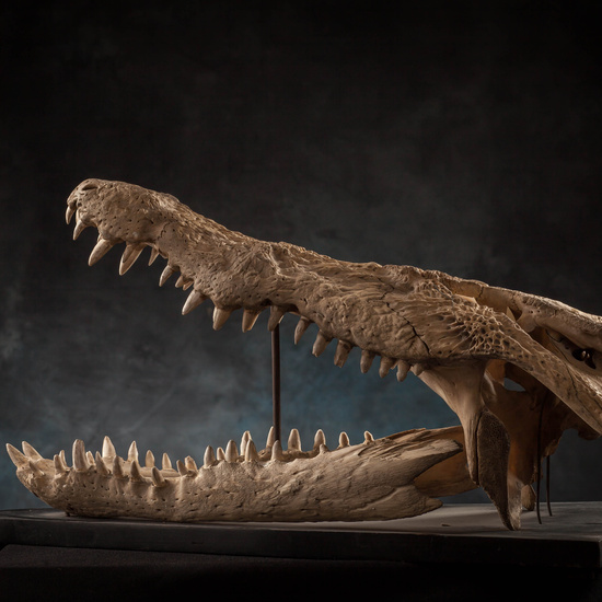 IES_SANISIDRO_MUSEO_Zoolgía_130