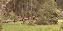 Pino resinero - Agresión (Pinus pinea)