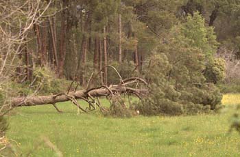 Pino resinero - Agresión (Pinus pinea)