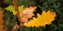 Quejigo - Hoja otoñal (Quercus faginea)