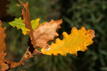 Quejigo - Hoja otoñal (Quercus faginea)