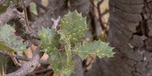 Agallas de la hoja de encina