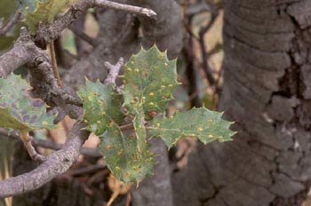 Agallas de la hoja de encina
