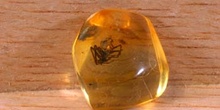 Araña en ámbar (Quelicerado-Arácnido) Oligoceno