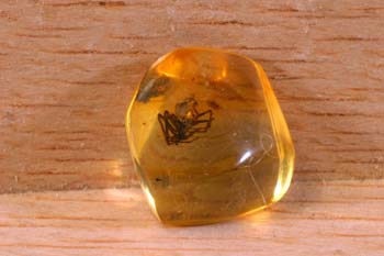 Araña en ámbar (Quelicerado-Arácnido) Oligoceno