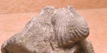 Braquiópodo (Braquiópodo) Jurásico