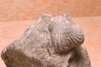 Braquiópodo (Braquiópodo) Jurásico