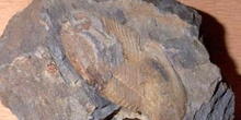 Ectillaneus giganteus (Trilobites) Ordovícico