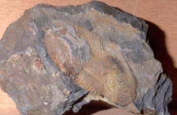 Ectillaneus giganteus (Trilobites) Ordovícico