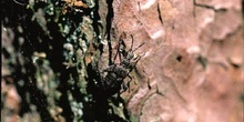 Rhagium inquisitor