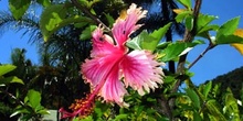 Flor del Pacífico, Australia