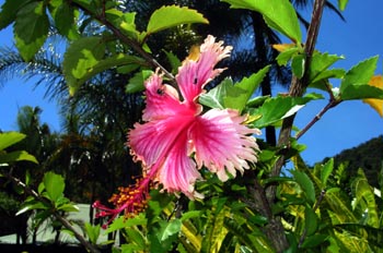 Flor del Pacífico, Australia