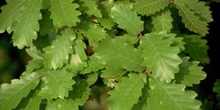Quejigo - Hoja (Quercus faginea)