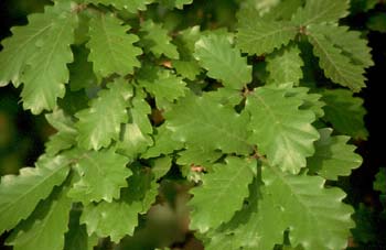 Quejigo - Hoja (Quercus faginea)