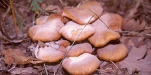 Seta de la miel (Armillaria mellea)