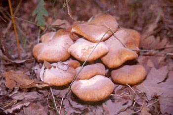 Seta de la miel (Armillaria mellea)