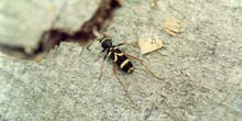 Escarabajo avispa (Clytus arietis)