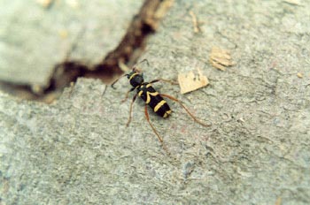 Escarabajo avispa (Clytus arietis)