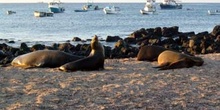 Lobos marinos y barcos pesqueros en la Isla San Cristóbal, Ecuad