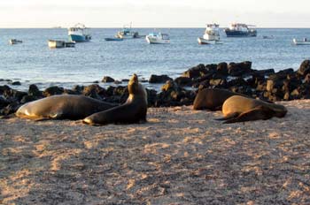 Lobos marinos y barcos pesqueros en la Isla San Cristóbal, Ecuad