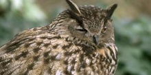 Buho real (Bubo bubo)