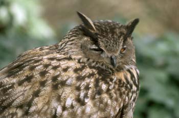 Buho real (Bubo bubo)