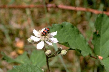 Escarabajo ajedrezado (Trichodes sp)