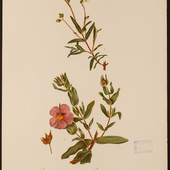 IES_CARDENALCISNEROS_HERBARIO_30 14