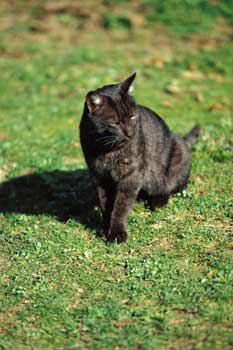 Animal, gato de color negro
