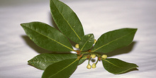 Hojas de laurel