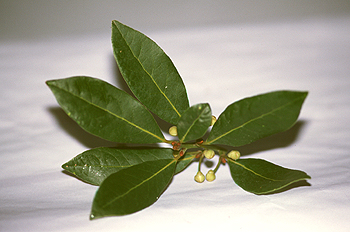 Hojas de laurel