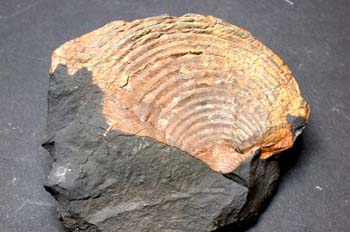 Posidonia barroisi (Bivalvo) Carbonífero