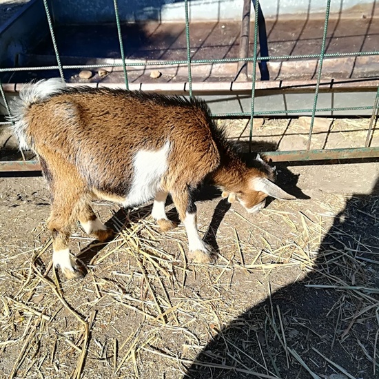 Granja Escuela 1º y 2º EP 2017-18 49