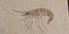 Macrodenaeus sp. (Crustáceo) Cretácico