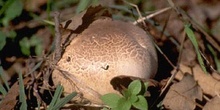 Agaricus sp.