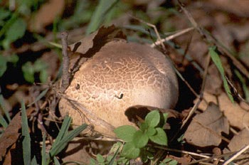 Agaricus sp.